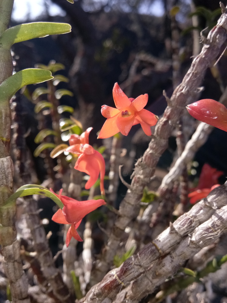 Dendrobium jacobsonii J.J.Sm. 2