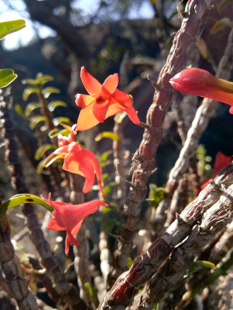 Dendrobium jacobsonii J.J.Sm.