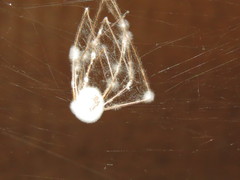Engyodontium aranearum