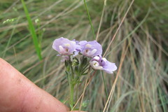 Nemesia caerulea