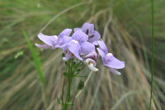Nemesia caerulea