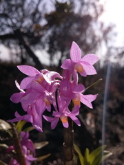 Dendrobium hasseltii