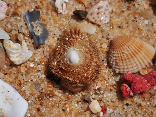 Pilosabia trigona