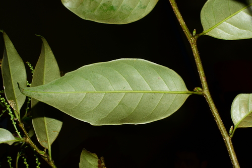 Papua New Guinea Chinquapin (Castanopsis acuminatissima)