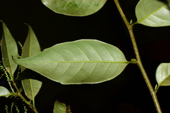 Castanopsis acuminatissima