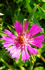 Leptopalpus rostratus