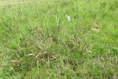 Moraea inclinata