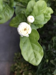 Jasminum sambac