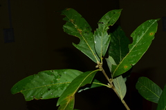 Lithocarpus