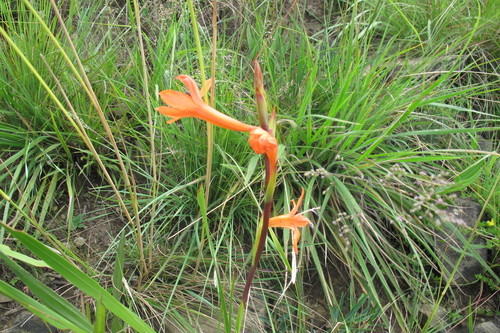 Image of Watsonia pillansii by (c) James Deacon, some rights reserved (CC BY-SA)