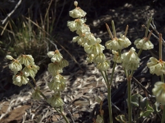 Eriogonum rupinum