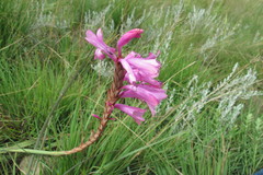 Watsonia densiflora