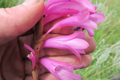 Watsonia densiflora
