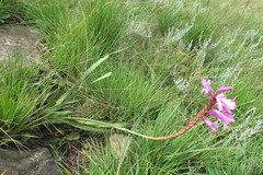 Watsonia densiflora
