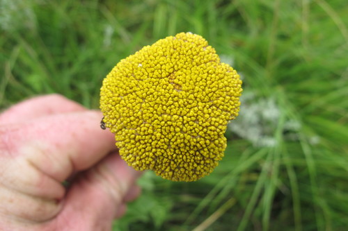 Image of Helichrysum umbraculigerum by (c) James Deacon, some rights reserved (CC BY-SA)