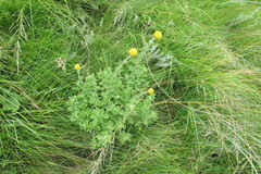 Helichrysum umbraculigerum
