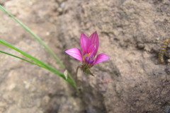 Romulea camerooniana