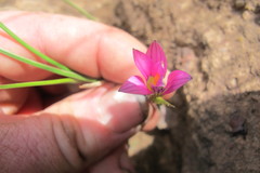 Romulea camerooniana