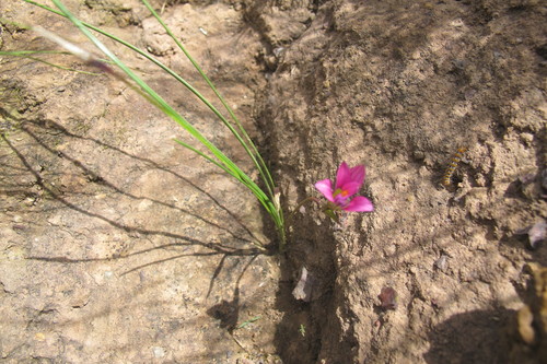 Image of Romulea camerooniana by (c) James Deacon, some rights reserved (CC BY-SA)