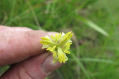 Moraea trifida