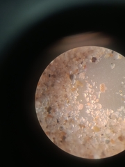 Spiroplectammina