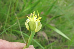 Moraea trifida