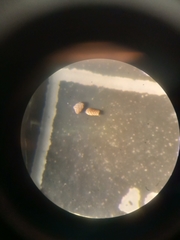 Spiroplectammina