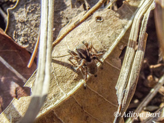 Stenaelurillus vyaghri