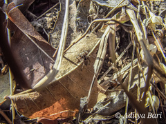 Stenaelurillus vyaghri