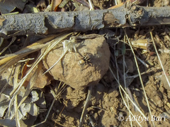 Stenaelurillus vyaghri