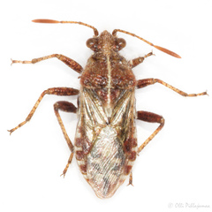 Rhopalus distinctus