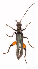 Oedemera rufofemorata