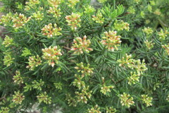 Crassula sarcocaulis