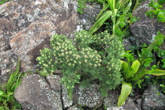 Crassula sarcocaulis