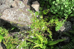Nemesia silvatica