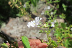 Nemesia silvatica