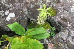 Eucomis bicolor