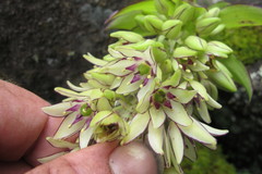 Eucomis bicolor