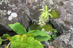 Eucomis bicolor