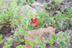 Jamesbrittenia breviflora