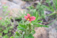 Jamesbrittenia breviflora