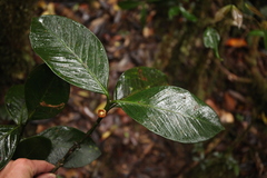 Garcinia