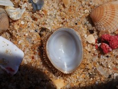 Pilosabia trigona