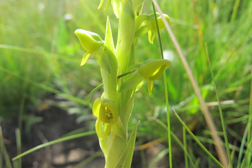 Image of Habenaria laevigata by (c) James Deacon, some rights reserved (CC BY-SA)