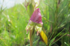 Disperis stenoplectron