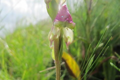 Disperis stenoplectron