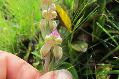 Disperis stenoplectron