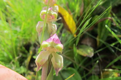Disperis stenoplectron