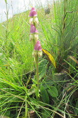 Disperis stenoplectron