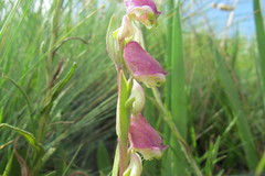 Disperis stenoplectron